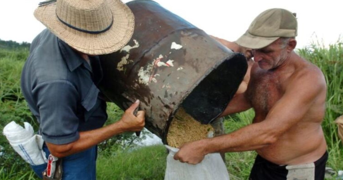 Régimen cubano no tiene dinero para importar arroz | ADN Cuba